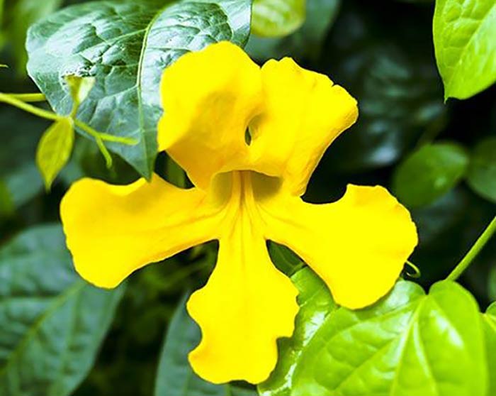 فواید گیاه پنجه گربه