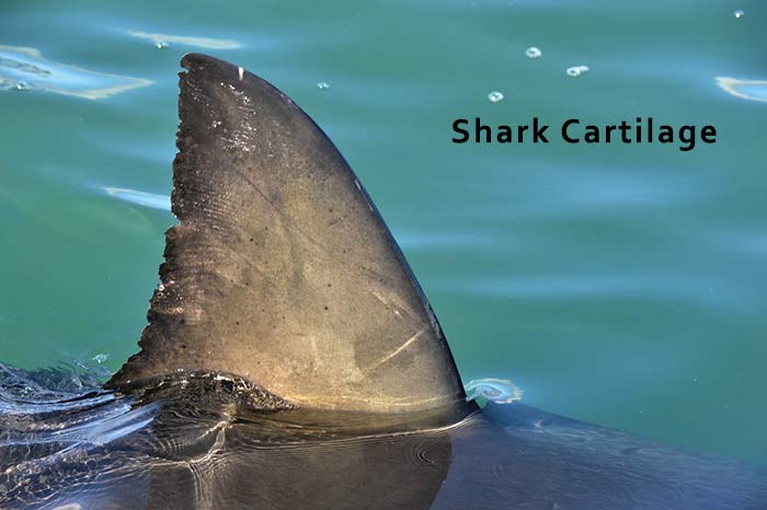 خرید مکمل غضروف کوسه برای آرتروز