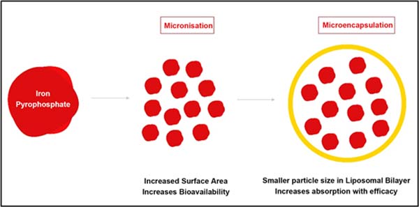 قطره آهن لیپوزوفر فورت بی اس کی