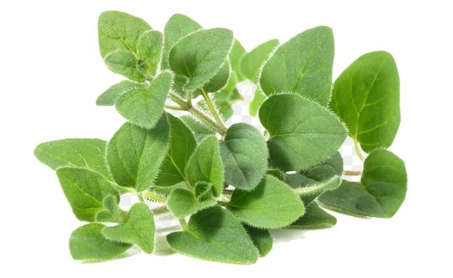 مرزنجوش در دایان فیت لاغری