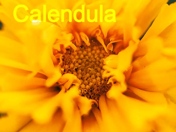 پماد کالاندولا دینه