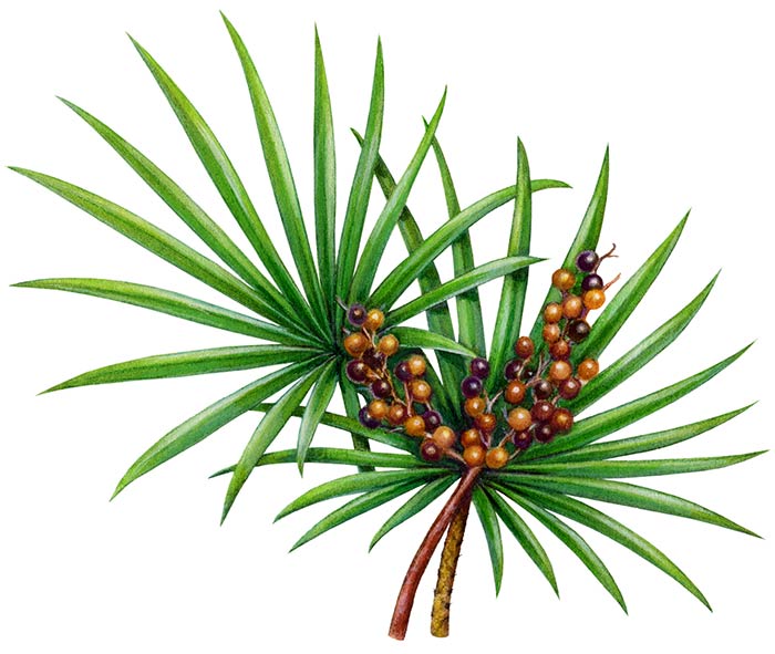 قرص پروستادین دینه