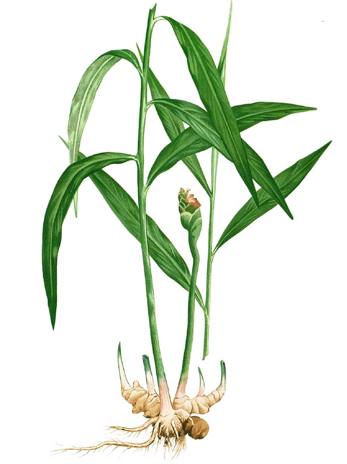 خواص گیاه زنجبیل در قرص ومیگان دینه