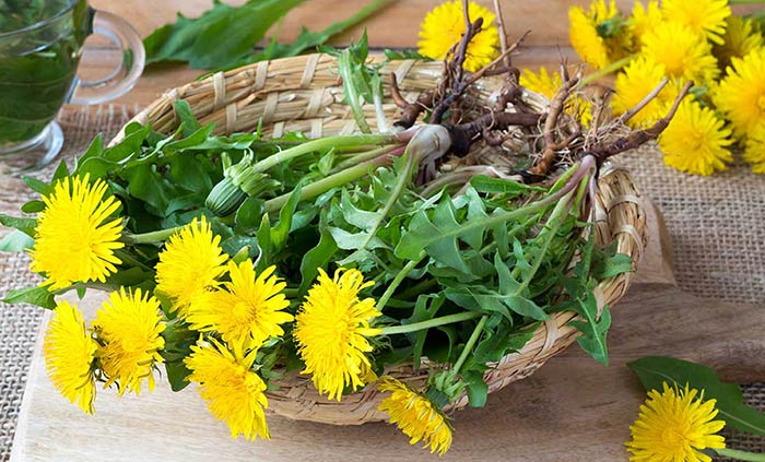 گل قاصدک در هپادایت ای اس آی