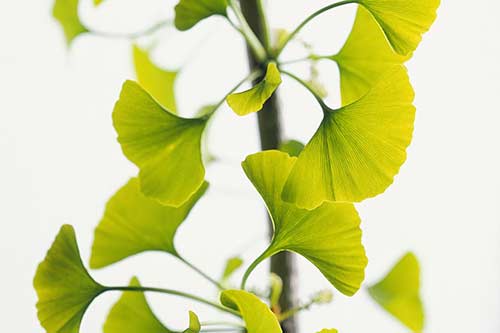 خرید مکمل افزایش تمرکز و حافظه