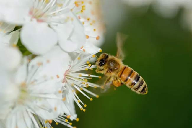 فواید رویال ژلی 1000 یوروویتال