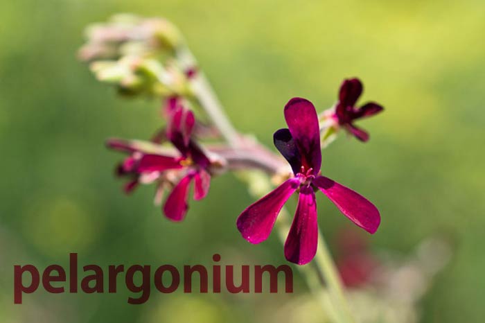 شربت پلاروکا فاران شیمی