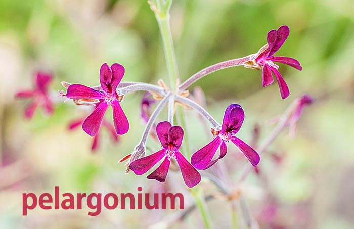 شربت پلاروکا حاوی گیاه پلارگونیوم