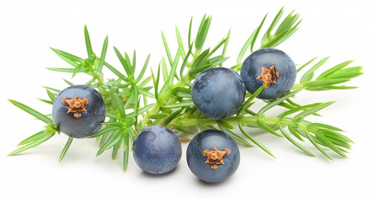 شامپو تغذیه کننده روغن کید کاد اویل هگور