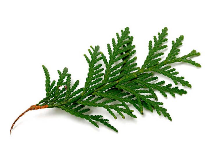 خواص سدر برای مو