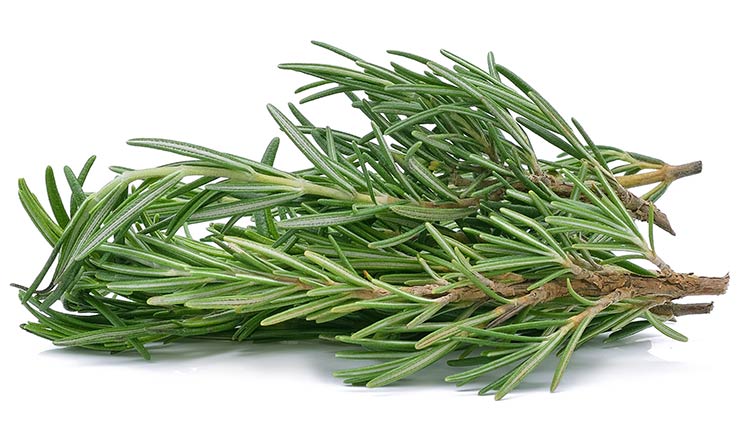 رزماری و خواص آن برای مو