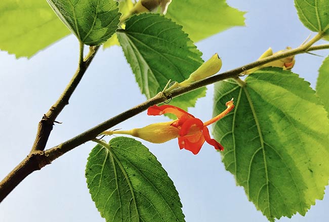 عصاره گیمنما در چیتوسان هلث اید