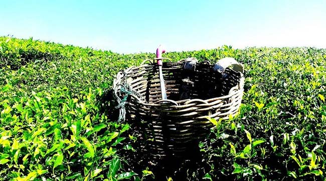 مکمل ملاتونین پلاس هلث برست