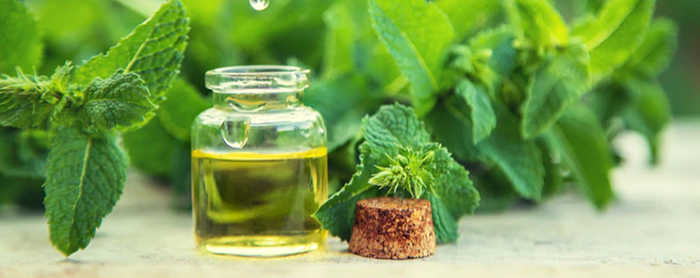 قرص کالگارد هولیستیکا