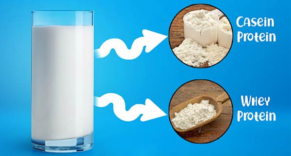 پروتئین شیر چیست