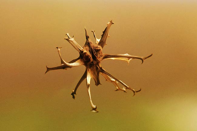 فواید عصاره ریشه گیاه پنجه شیطان در دویلتفین