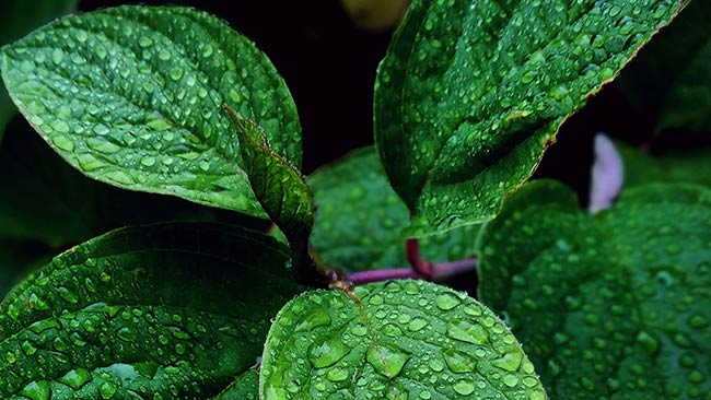 بورنئول در سافت ژل رنانکس کارنیک دارو