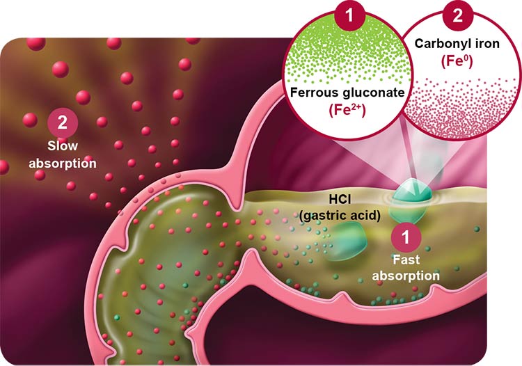 جذب بالا آهن کربونیل در کپسول هموفیکس کیمیا آرا