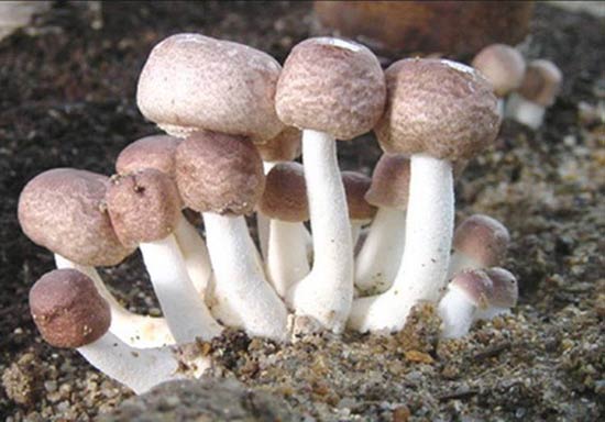 قارچ آگاریکوس بلازی چیست و چه فایده ای دارد؟