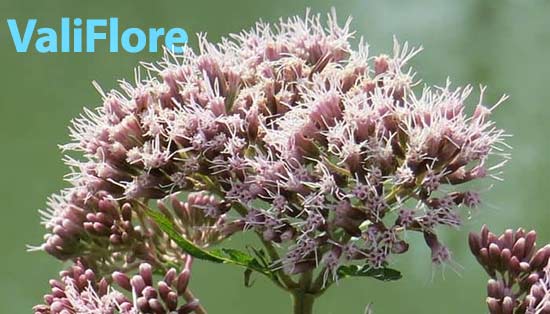 والی فلور برای تنظیم خواب