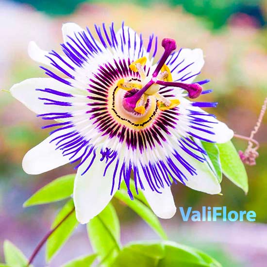 والی فلور برای کاهش استرس