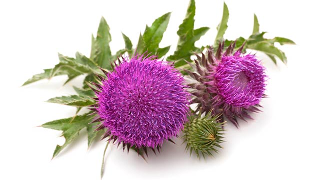 فواید خار مریم در کپسول پریمنتا نوتراکس