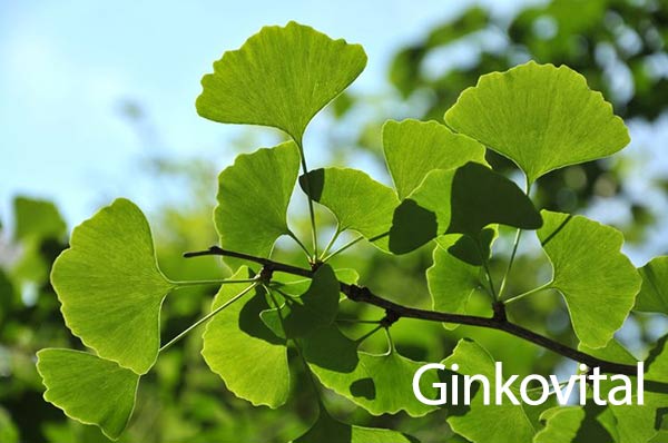 قرص جینکوویتال او پی دی فارما