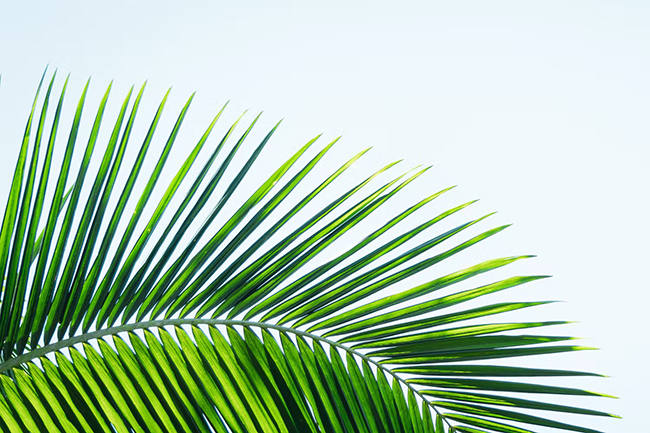 فواید ساوپالمتو در قرص رینفولتیل