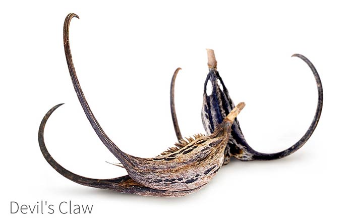 خواص گیاه پنجه شیطان