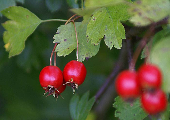 خواص زالزالک برای بدن