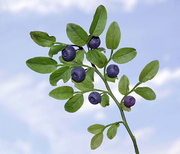 خواص زعال اخته