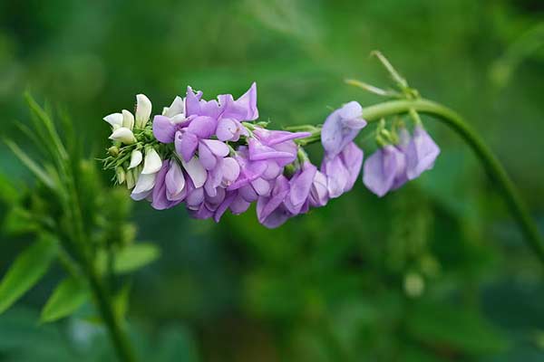 شیر افزای گالاکتومید