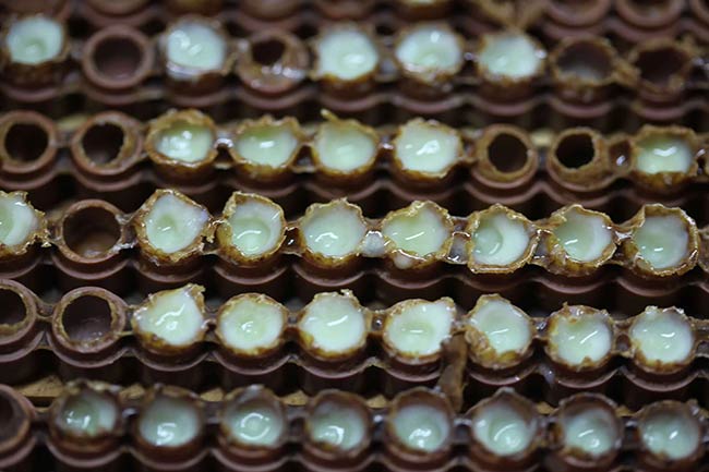 رویال ژلی چیست