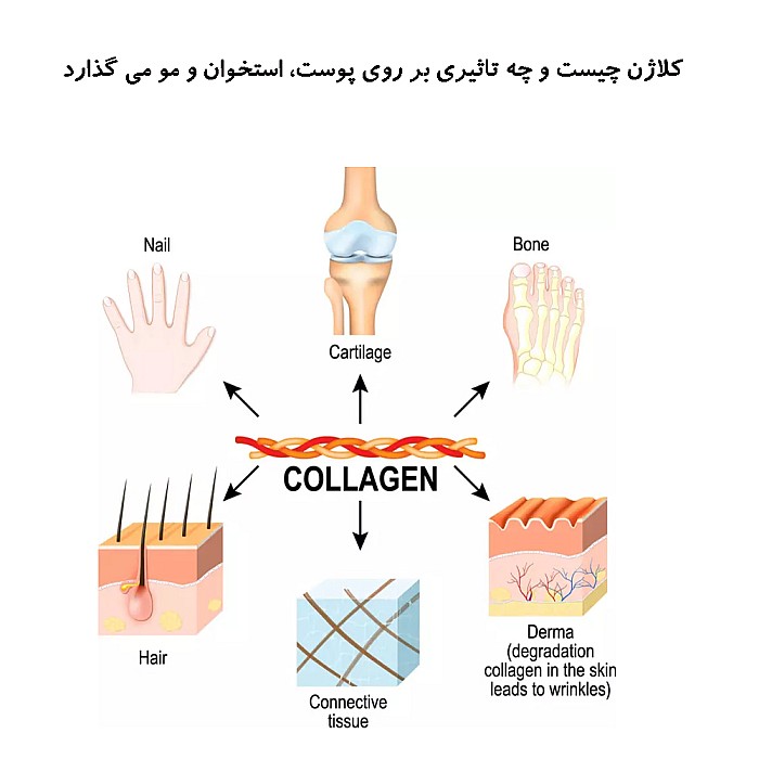 کلاژن چیست و چه تاثیری بر پوست و مو و ناخن و استخوان می گذارد
