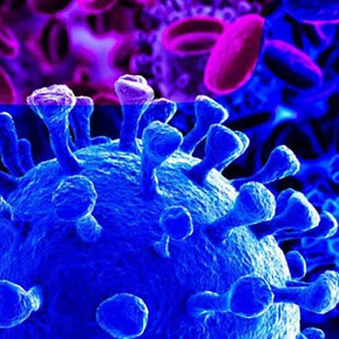 تاثیر کلدارماریس و رابطه آن با کرونا چیست