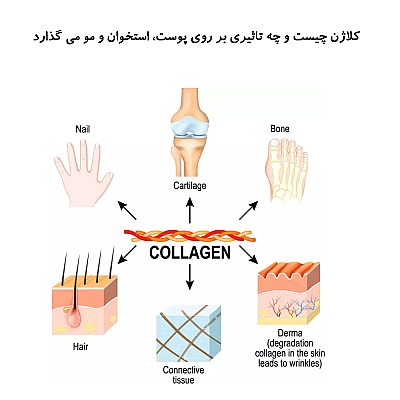 کلاژن چیست و چه تاثیری بر پوست و مو و ناخن و استخوان می گذارد