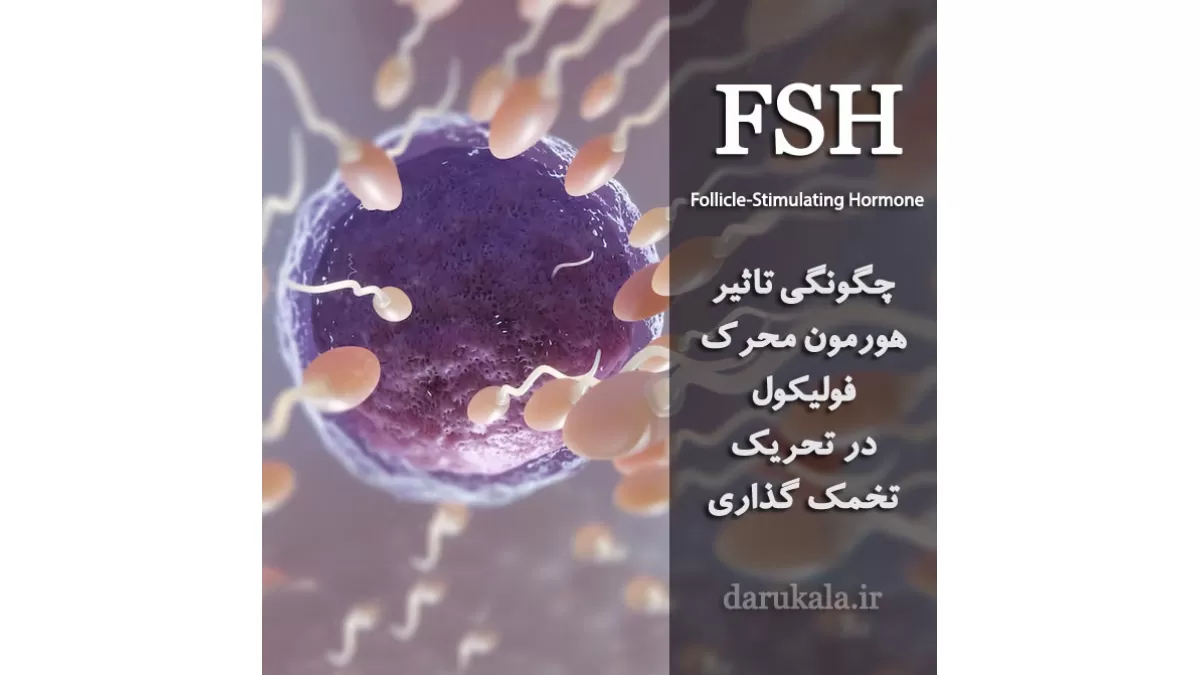 FSH چیست؟ Follicle-Stimulating Hormone