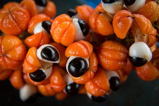 عصاره گیاه گوارانا