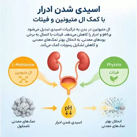 اسیدی شدن ادرار چگونه به سنگ کلیه کمک می کند