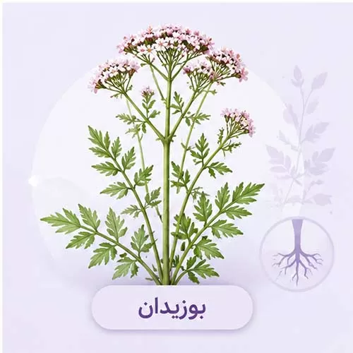 بوزیدان چیست
