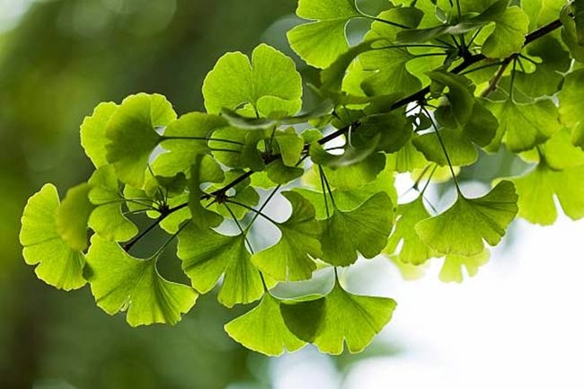 لیبو لیدی الحاوی