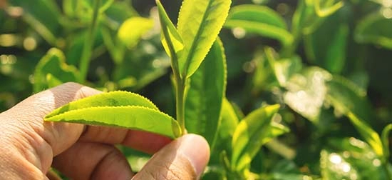 قرص متا اسلیم برای چیست
