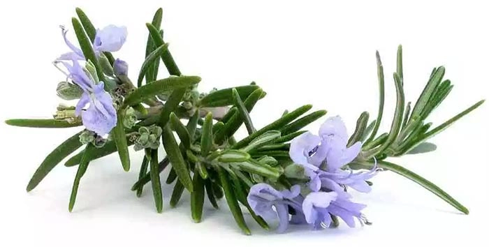 گیاه رزماری ادرار آور کانفرون 