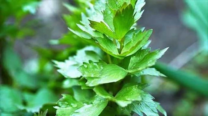 canephron bionorica