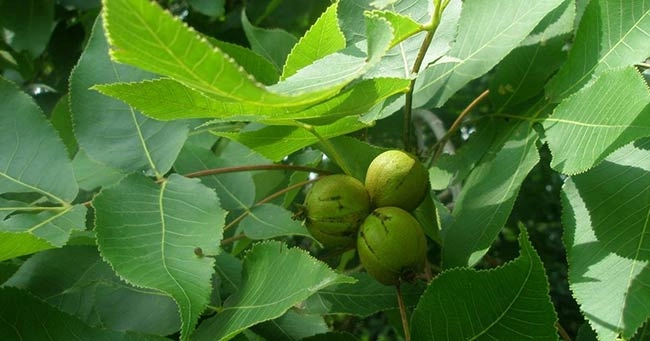 برگ گردو در قطره ایموپرت