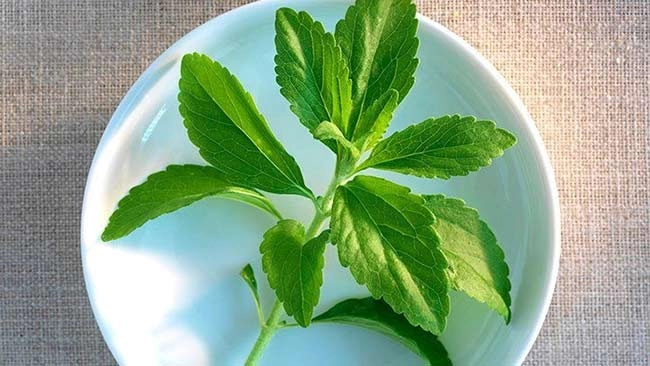 استویا  چیست و چگونه کار می کند