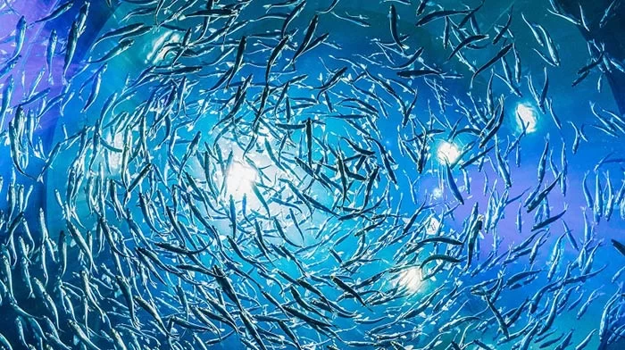 فواید امگا ۳ در کودکان و نوزادان