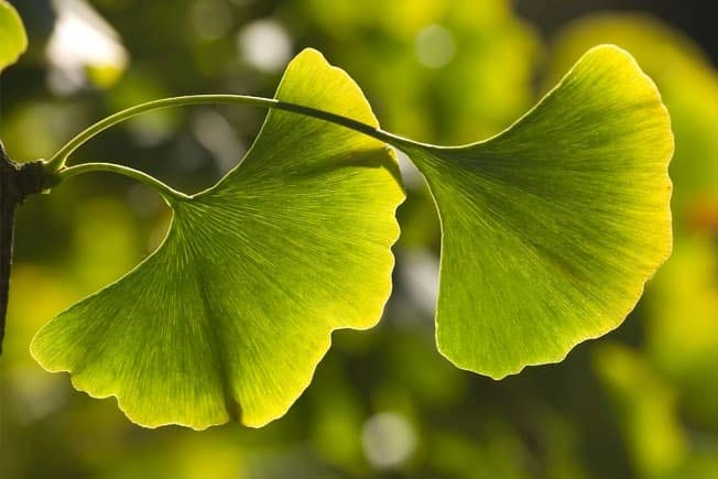 فواید جینکوبیلوبا برای مغز