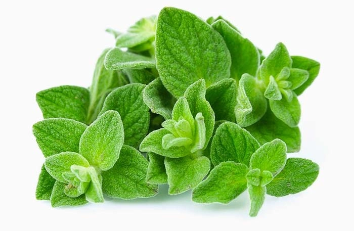 روتارین حاوی گیاه مرزنجوش یا پونه کوهی