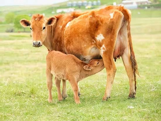 کلستروم گاوی برای ایمنی بدن
